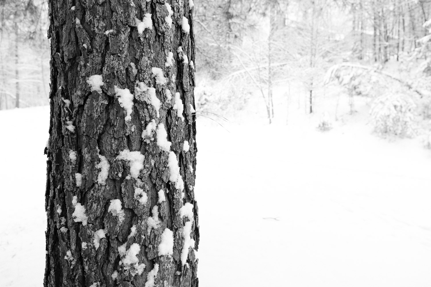 tree in the snow, bark detail