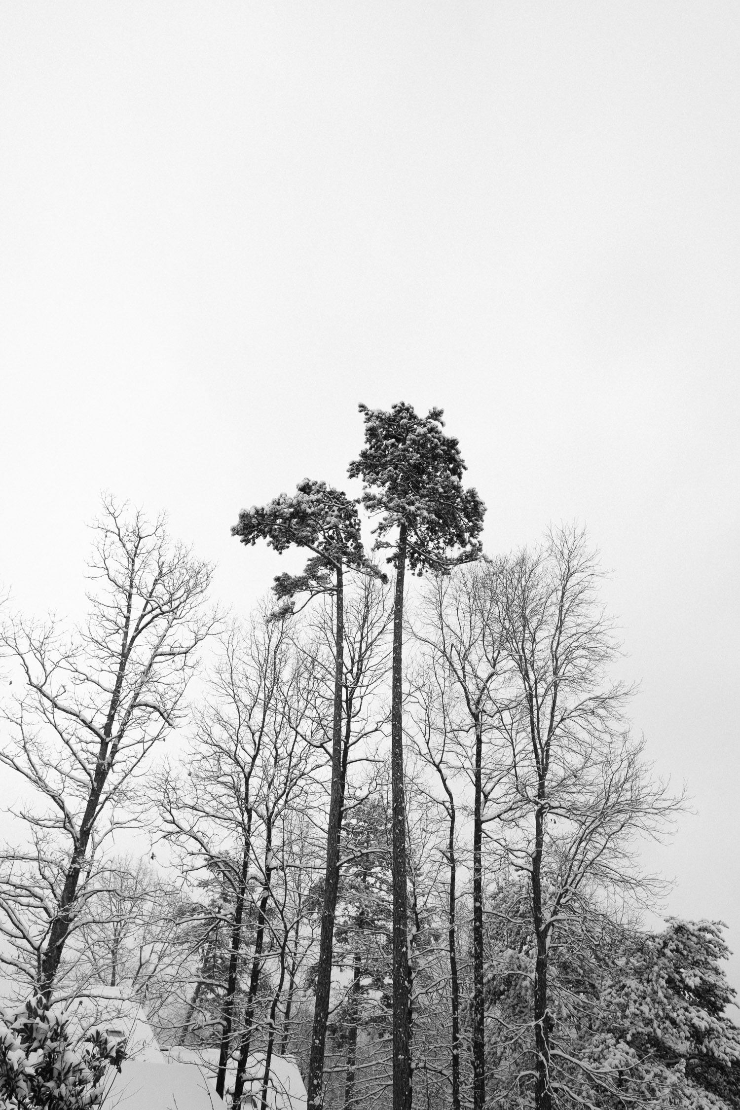 tall pine trees in the snow