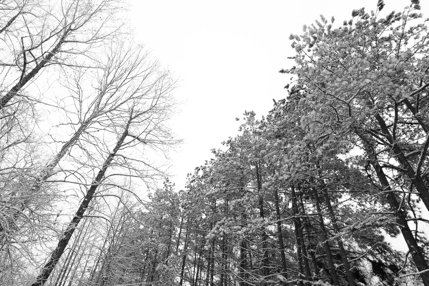 tree line in the snow