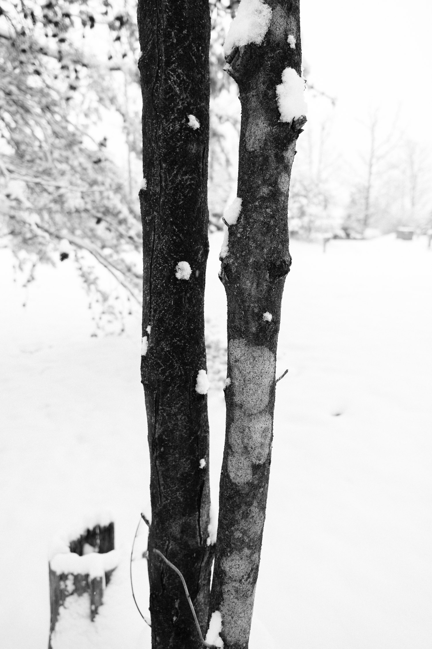 high contrast tree trunks against the snow