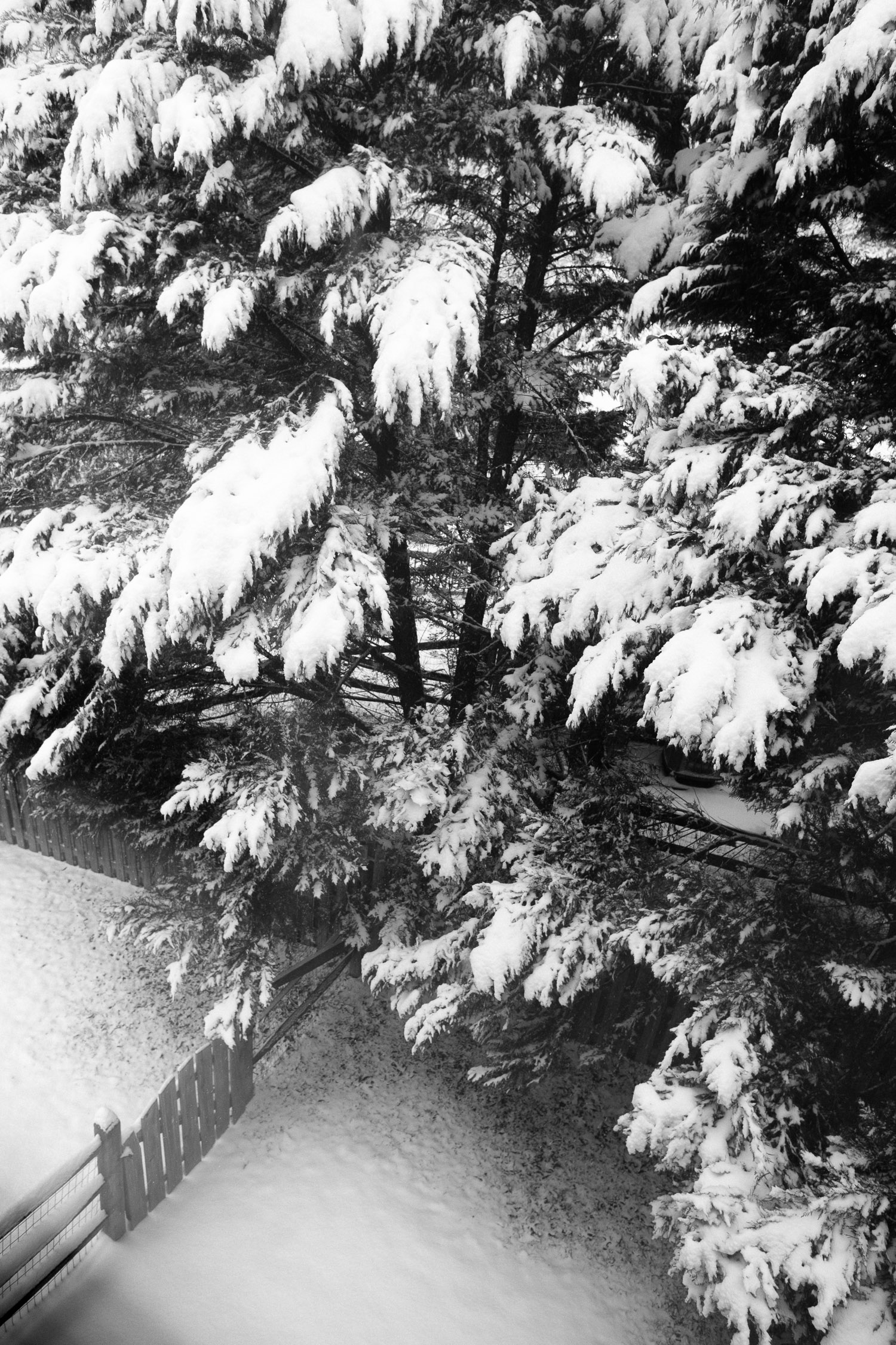 pine trees in the snow near a fence