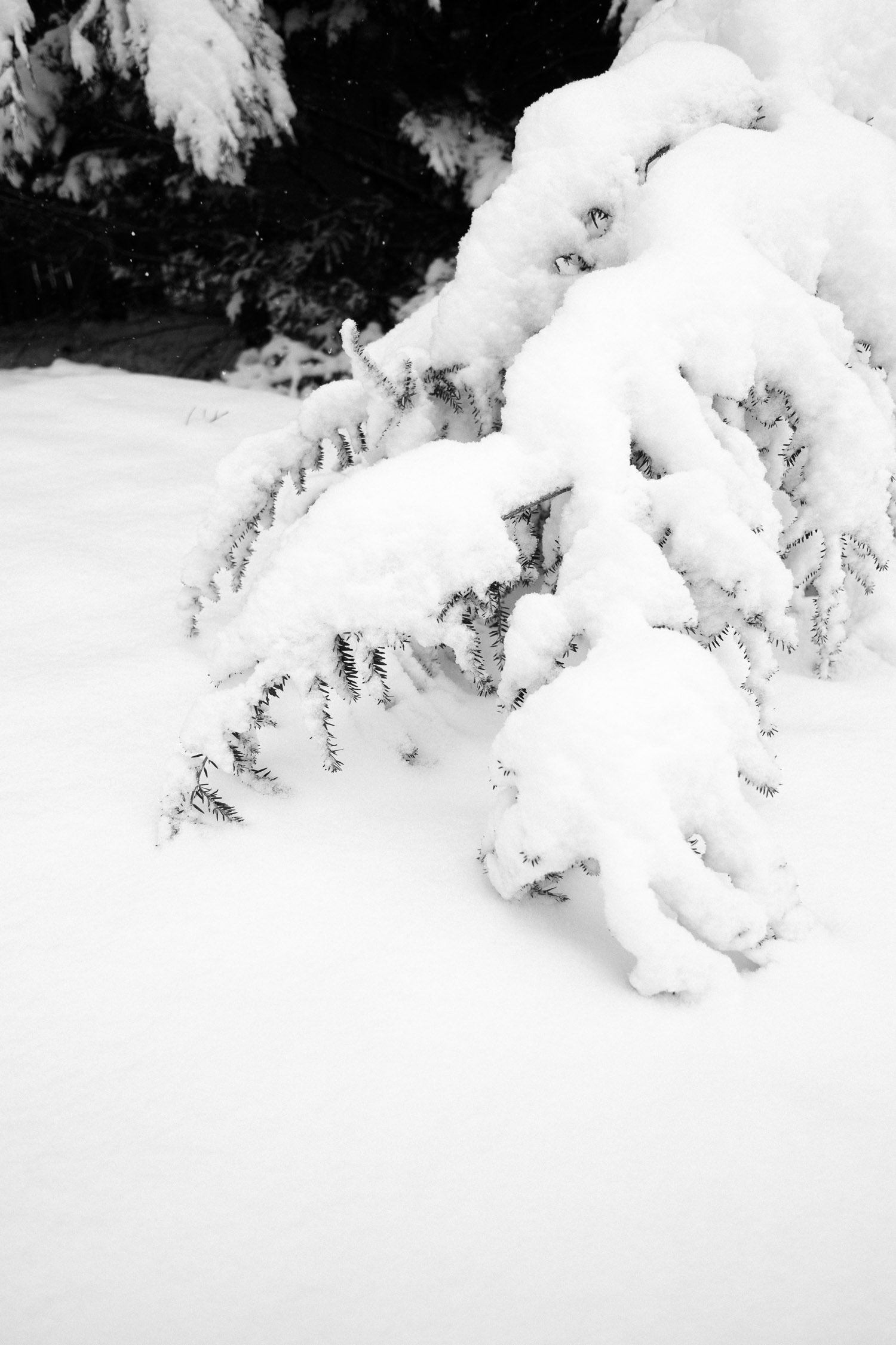 another heavy snow-covered pine tree branch on the ground