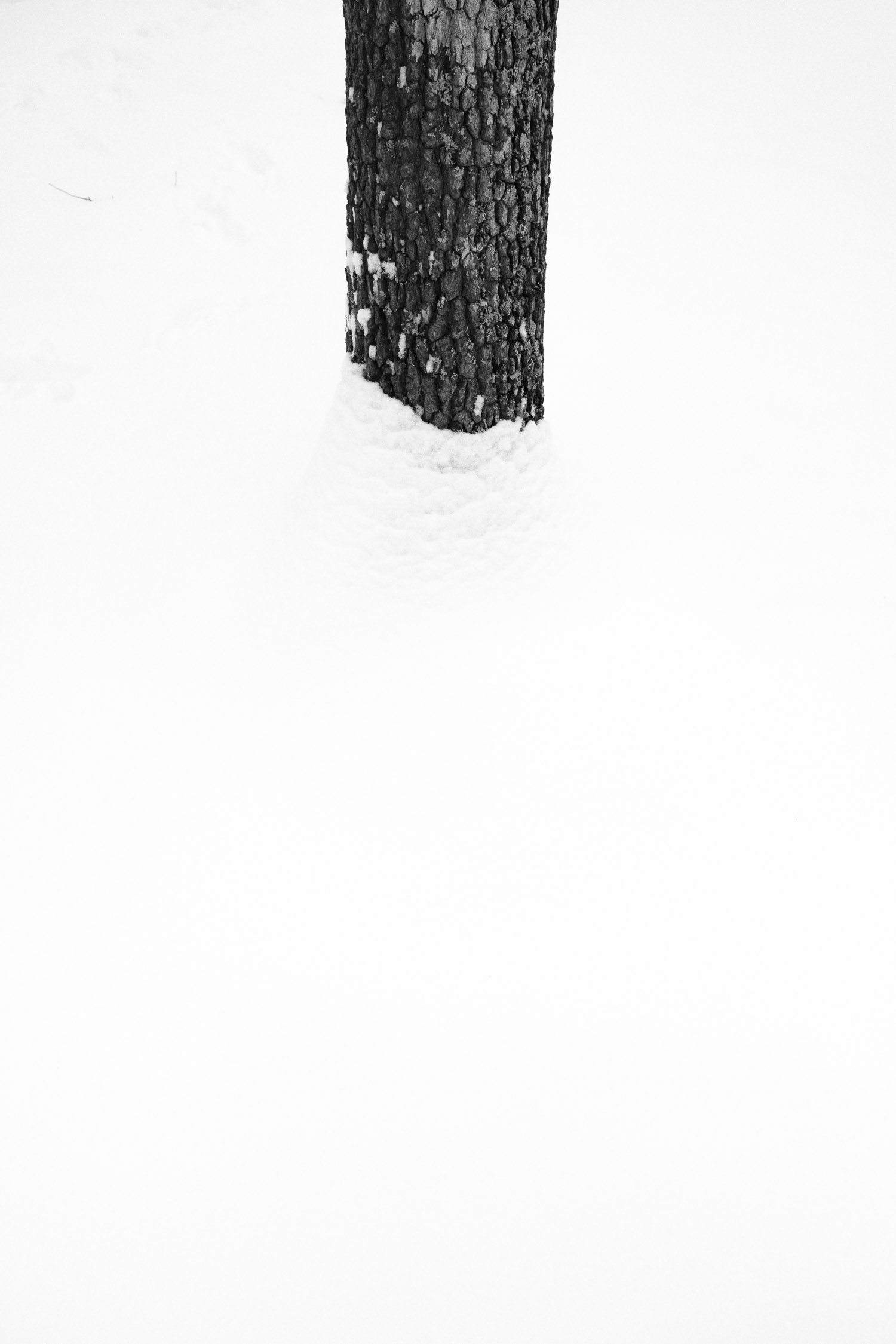 tree trunk with bark detail in the snow
