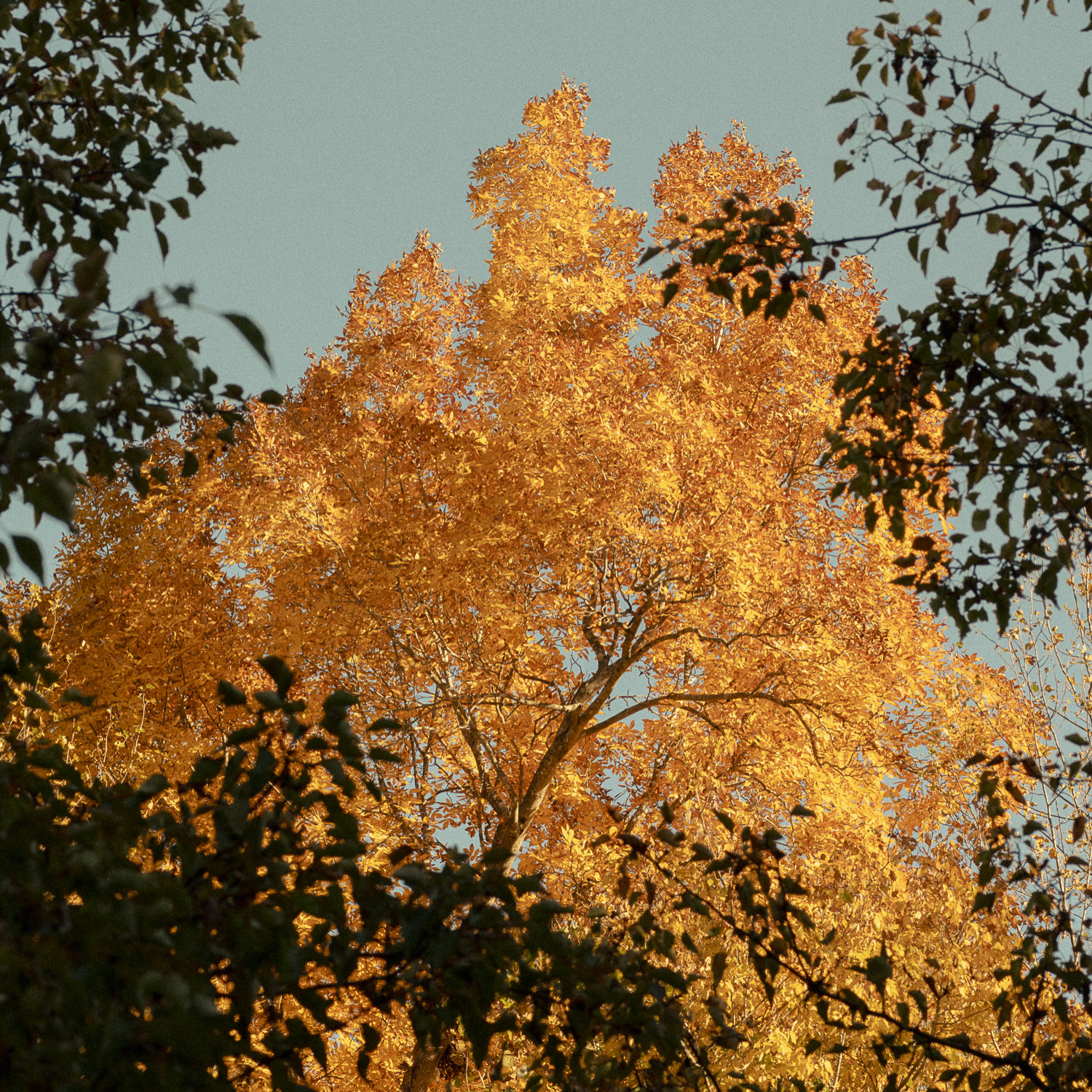 bright yellow tree in the fall